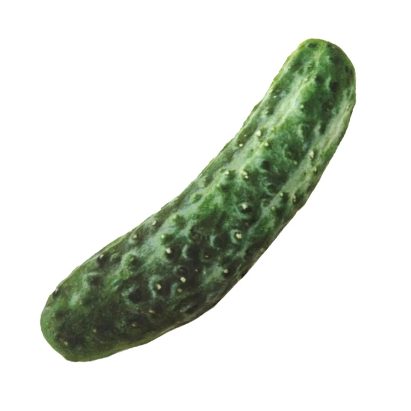 Novelty Squeaky Chew Toy — Fun Bite-Resistant Pet Toy - Image 17