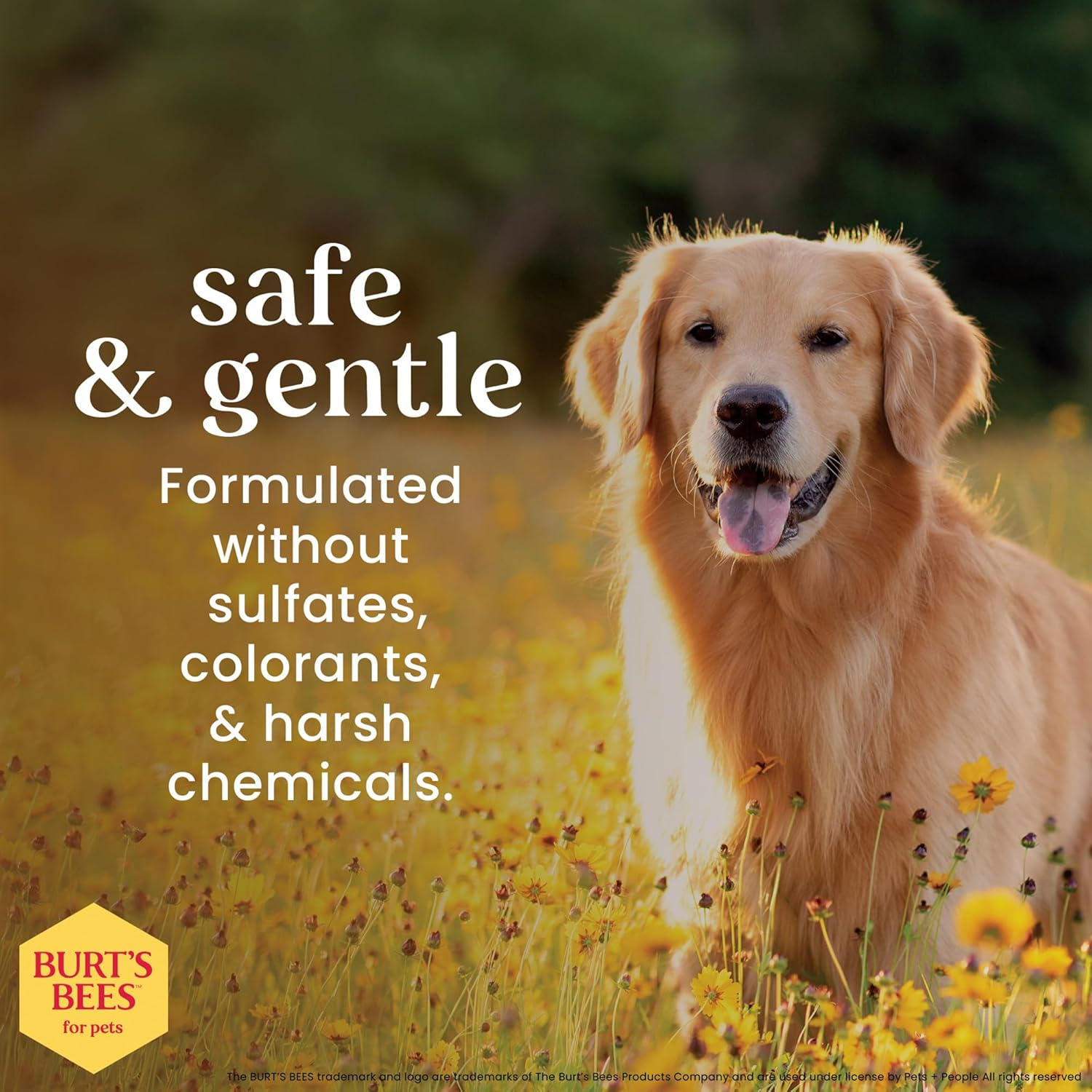 Deodorizing Dog Shampoo, Apple & Rosemary, 16 Oz, 2-Pk - Image 3
